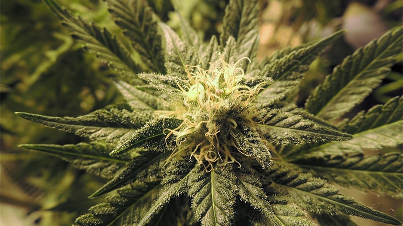 fleur de Cannabis cultivée
